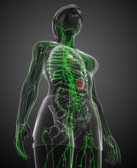 Wall Mural - Lymphatic system of  female body