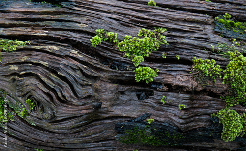 Fotografía texture of moss on olg tree background