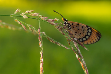 Wall Mural - butterfly fly in morning
