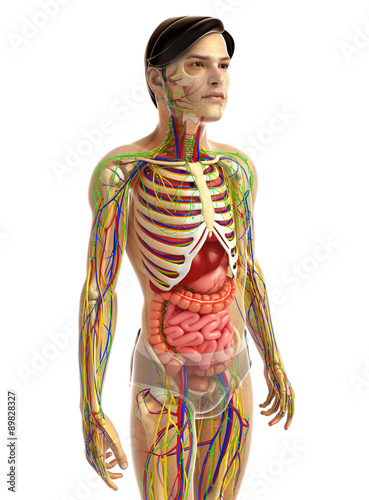 Naklejka - mata magnetyczna na lodówkę 3d rendered illustration of male digestive system