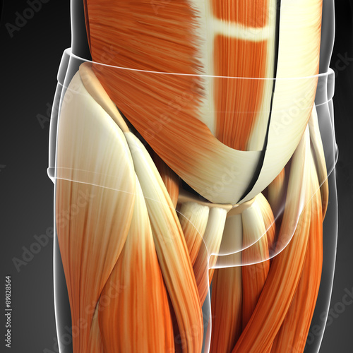 Obraz w ramie 3d rendered illustration of male pelvis muscle anatomy