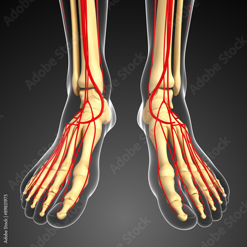 Naklejka na kafelki 3d rendered illustration of leg skeleton anatomy