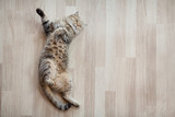 Fototapeta Koty - Cat top view lying on parquet floor 