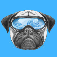 Portrait Of Pug Dog With Ski Goggles. Hand Drawn Illustration.