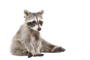 Wall Mural - cute raccoon sitting isolated on a white background