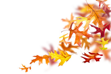 Wall Mural - autumn oak leaves falling and spinning isolated on white background