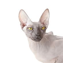 White Background With Donsphinx Cat
