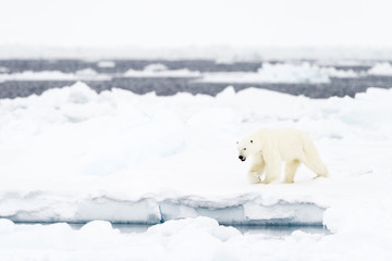 Wall Mural - polar bear (ursus maritimus) adult, walkin on melting icefloe, floe edge, baffin bay, nunavut, canad