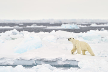 polar bear (ursus maritimus) adult, walkin on melting icefloe, floe edge, baffin bay, nunavut, canad