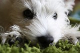 Fototapeta Psy - West Highland White Terrier