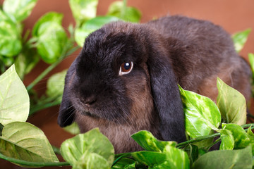 Grey rabbit in field