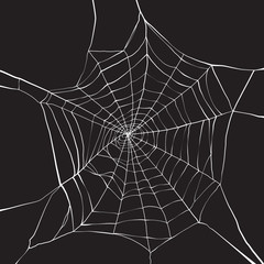 spider web