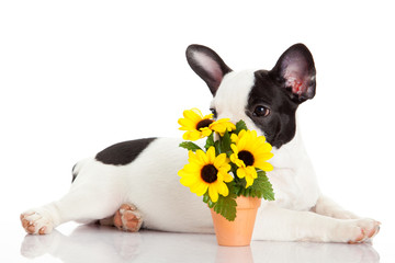 Wall Mural - French Bulldog puppy