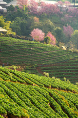 Wall Mural - sunrise at strawberry field at doi angkang , chiang mai , thaila