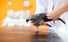 Examination And Diagnosis Of African Gray Parrot In Vet Infirmar