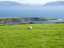 View From The Dingle Peninsula To The Iveragh Peninsula With Green Grass, A Blue Ridge And A Clear Blue Sky With Grazing Animals