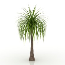 3D Tree Ponytail Palm  Isolated On White Background