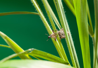 Beetle in grass