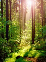 Spring sunset in deep green forest