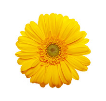Yellow Gerbera Flower On A White Background