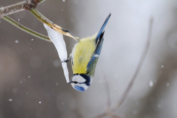 blue tit at maple syrup icicle in early spring
