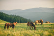 Wild horses in Carpathian mountain