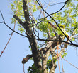 © Stephen VanHorn - Tree trimmer cutting down an Ash tree infested with the Emerald ash borer