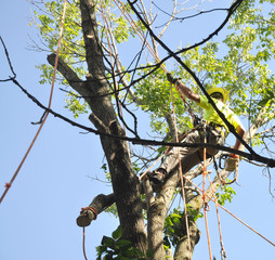 Tree trimmer cutting down an Ash tree infested with the Emerald ash borer