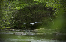 Great Blue Heron, Flying Low Over Water Of Eighmile River.