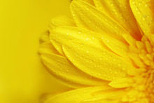 Yellow  Flower