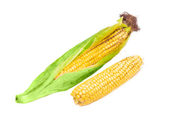 Wall Mural - Two ears of young corn on a light background closeup