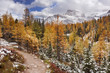 Larch trees in fall after first snow, Banff NP, Canada