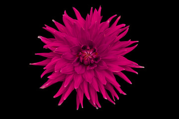 Sticker - Dahlia flower, black background isolated. Macro.  Pink, red.

