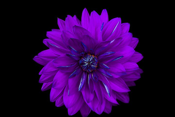 Poster - Dahlia flower, black background isolated. Macro.  Lilac,  blue.

