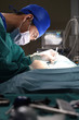 veterinarian surgery in operation room 