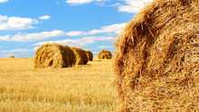Sheaves Of Hay In The Rural Field