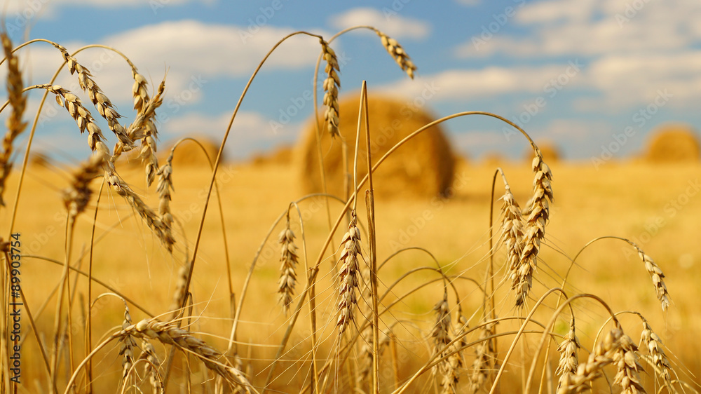 Spikelets of wheat with a hay bales on the background - obrazy, fototapety, plakaty 