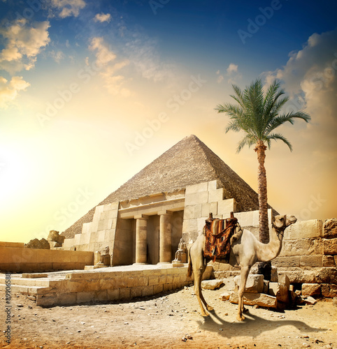 Naklejka dekoracyjna Camel near pyramid