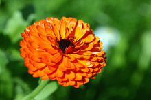 Orange Garden Flowers