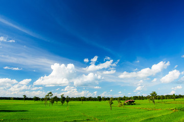 blue sky and rice field 