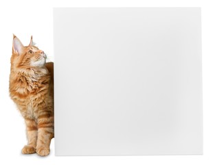 cat.