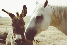 Horse & Donkey (Instagram Style) Rural America