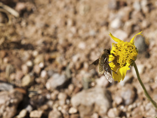 A Fly Rests on a Wild Daisy (Macro)