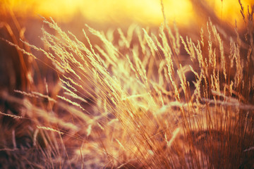 Wall Mural - Nature Toned Grass Background Of Dry Grass