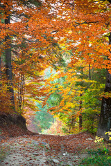 Wall Mural - autumn landscape, tunnel from colorful trees growing and footpat