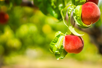 Peaches on the tree