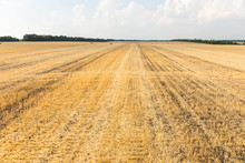 Harvested Wheat Field With Remaining Plant Stubble