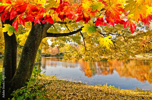 Cuadros en Lienzo Día maravilloso en otoño en un lago en silencio :)