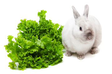 Wall Mural - White rabbit eating green salad