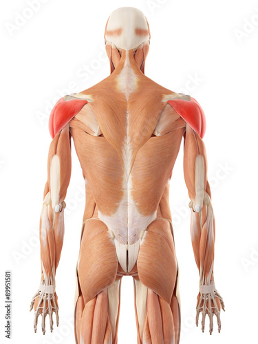 Naklejka na drzwi medically accurate illustration of the deltoid muscle